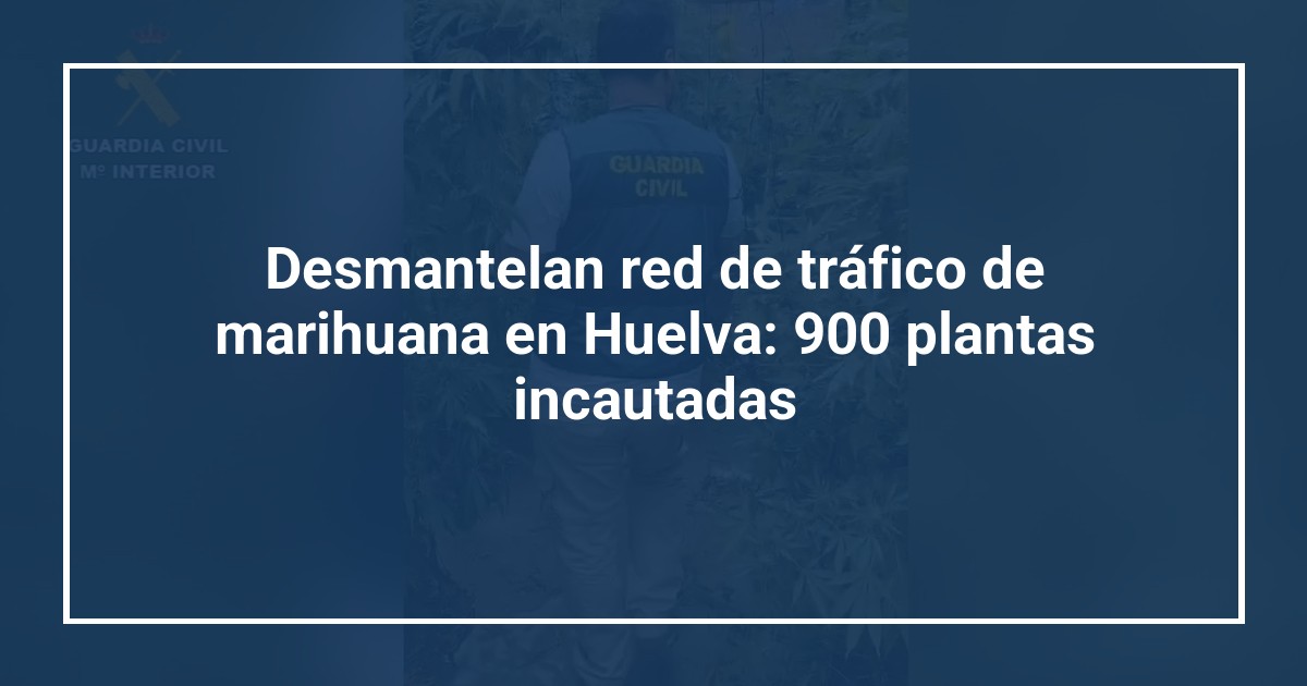 Desmantelan red de tráfico de marihuana en Huelva: 900 plantas incautadas