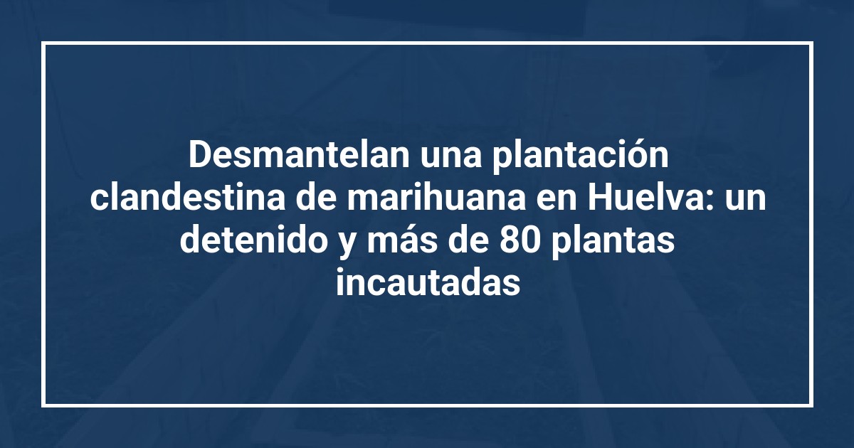Desmantelan una plantación clandestina de marihuana en Huelva: un detenido y más de 80 plantas incautadas