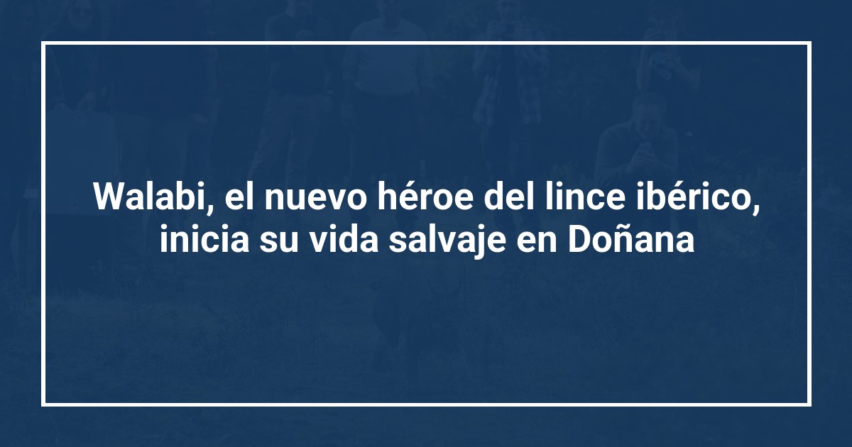 Walabi, el nuevo héroe del lince ibérico, inicia su vida salvaje en Doñana