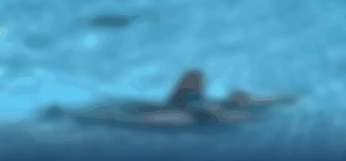 La magia de la solidaridad: Alejandro y su viaje soñado a conocer delfines en Portugal