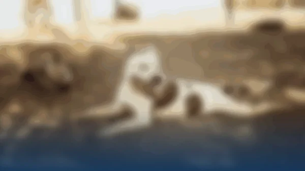 Huelva da un paso adelante hacia el ‘Abandono Cero’ con la adopción de 80 animales en seis meses