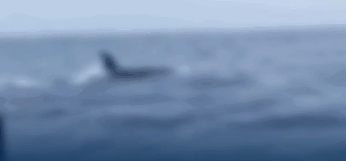 Orcas sorprenden a pescadores en Huelva: un espectáculo marino inusual