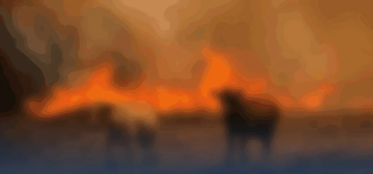 Solidaridad en tiempos de crisis: Almonte, Hinojos y Valverde se unen para rescatar animales del incendio de Niebla